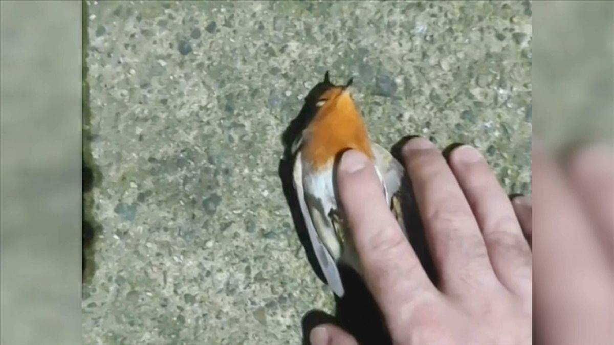 Baygın haldeki serçeyi kalp masajıyla kurtardı