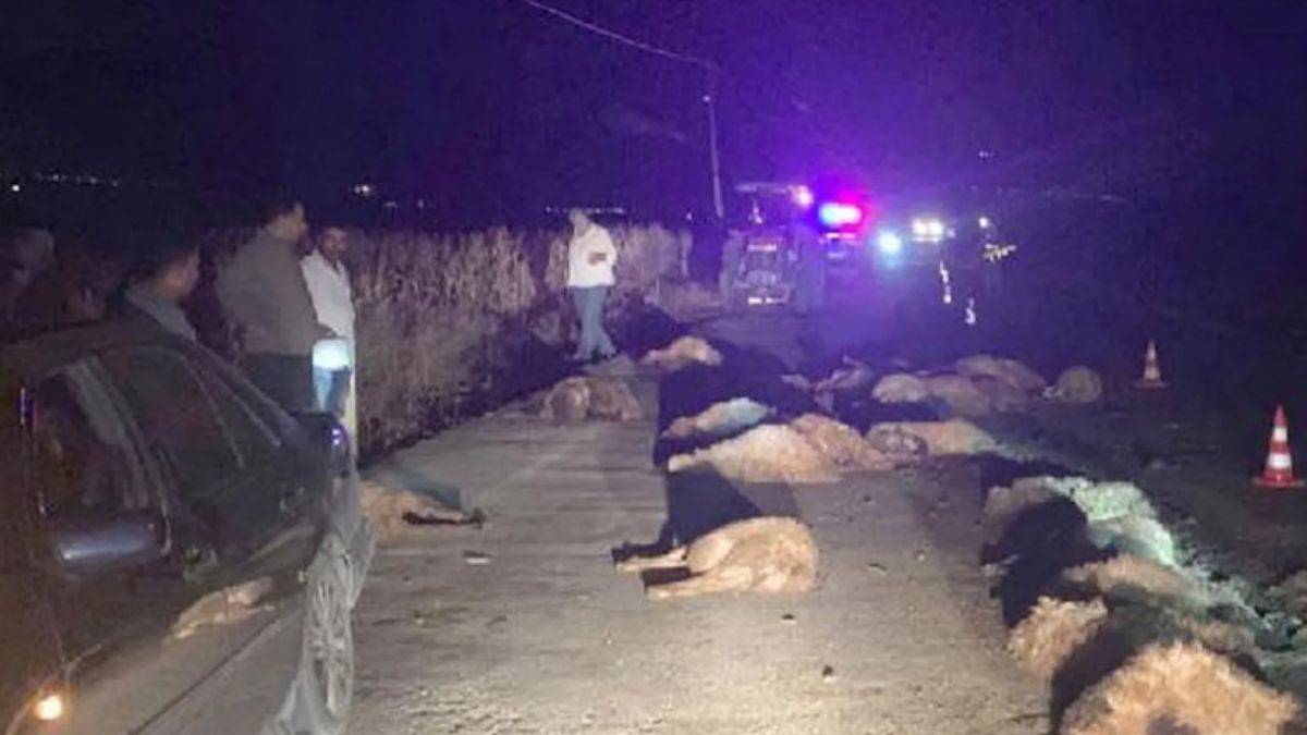 Otomobil sürüye çarptı: 30 koyun telef oldu