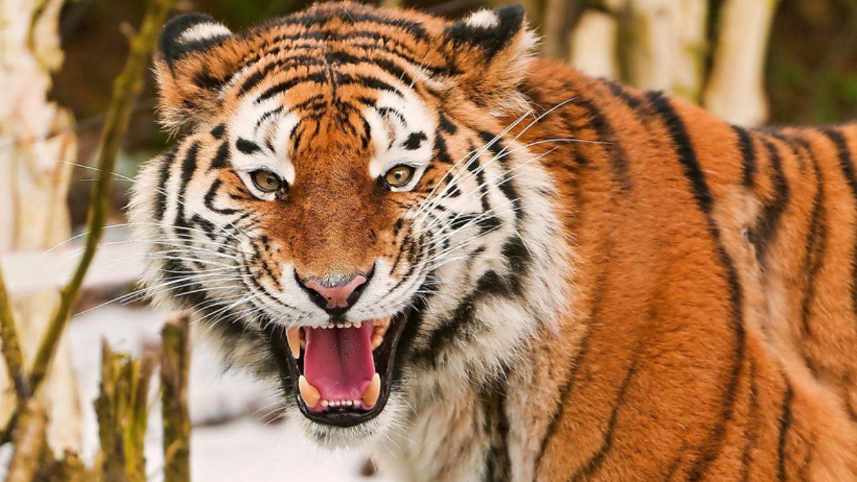 Kaplan dehşeti! 9 kişiyi öldürdü, 200 polis fillerle peşine düştü