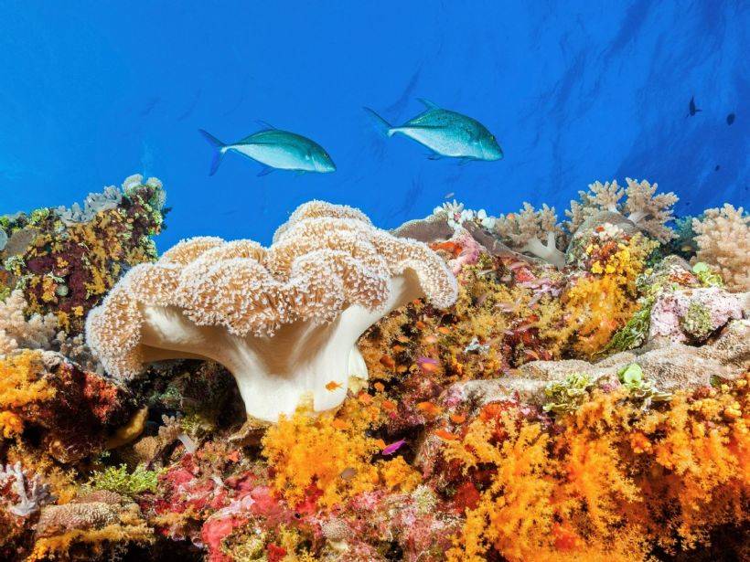 Mercan ağarması nasıl oluşuyor? Mercan resifleri neden bu kadar önemli? Felaket kapıda!