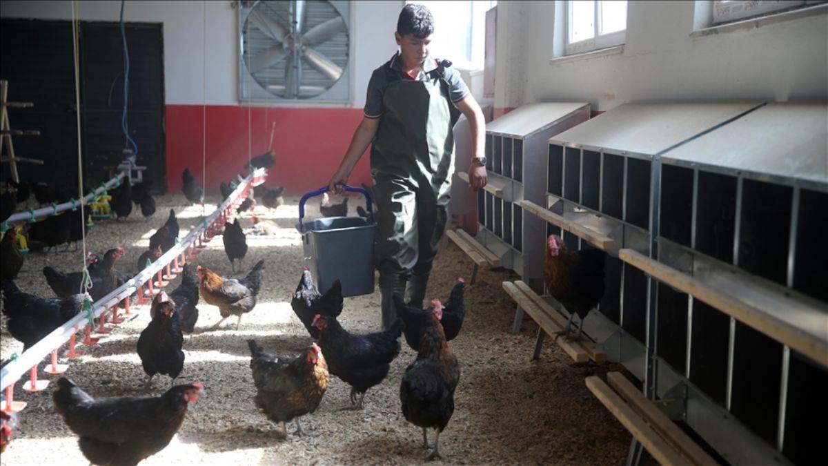 Liseli yumurta üreticilerinden 8 ayda 150 bin TL ciro