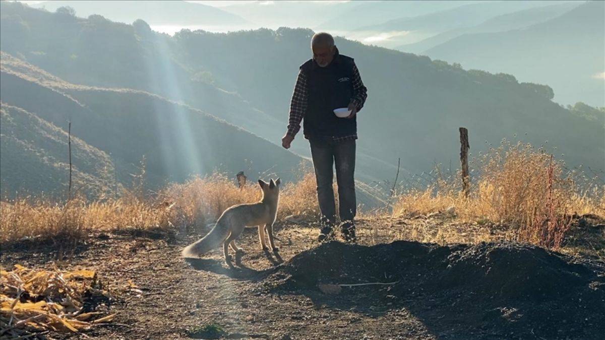 Eliyle beslediği tilki 'Maykıl' can dostu oldu