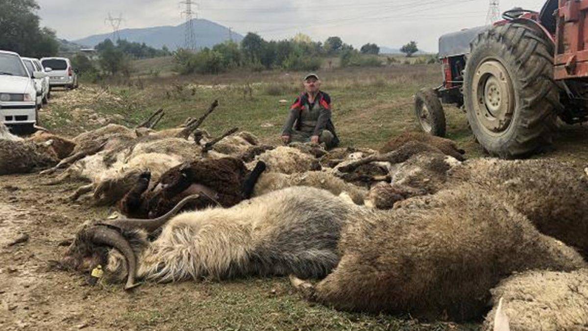 Sahipsiz köpekler saldırdı: 41 küçükbaş hayvan telef oldu