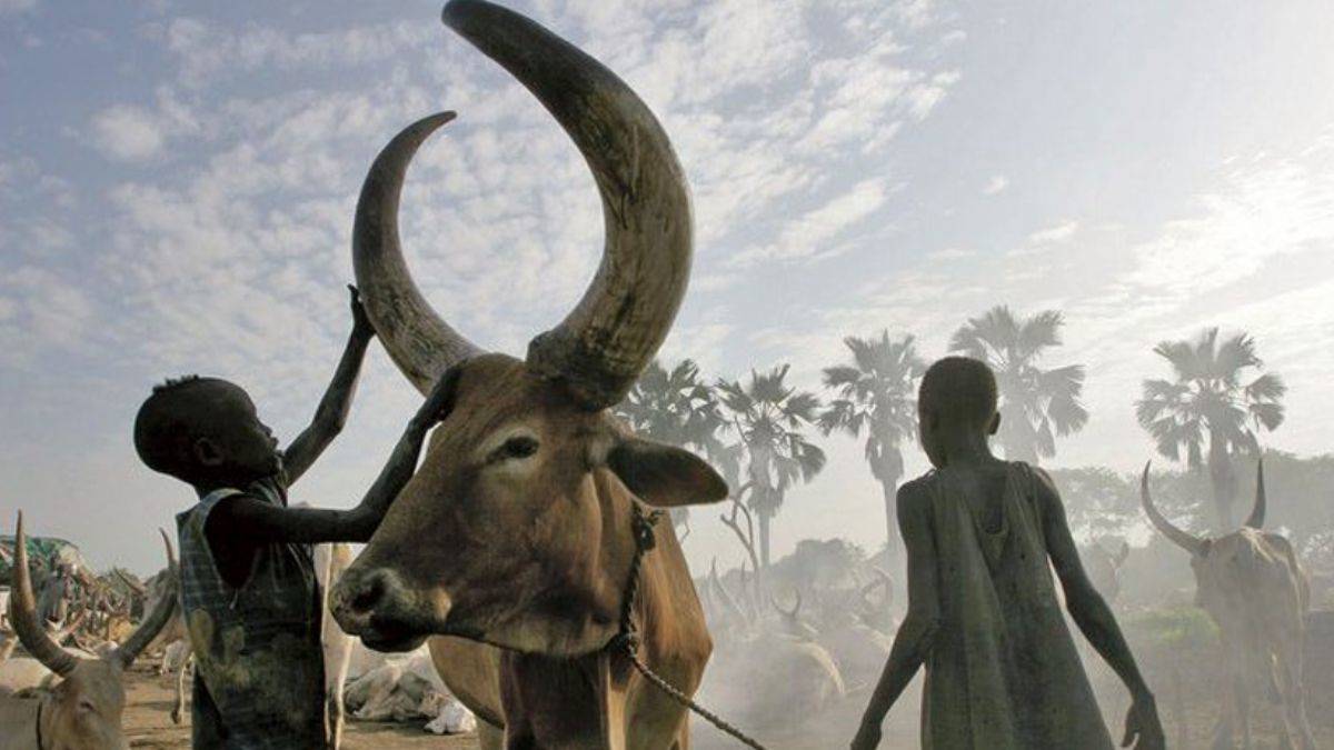 12 yaşındaki çocuğu öldüren inek tutuklandı