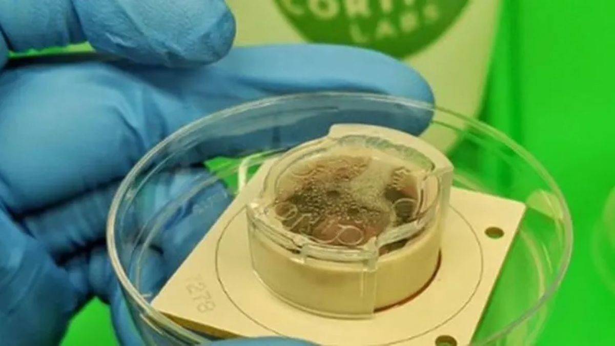 Laboratuvarda geliştirilen beyin hücreleri bilgisayar oyunu oynadı