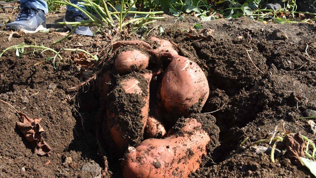 Hiç tanınmayan 'tatlı patates' şimdi her yerde aranıyor