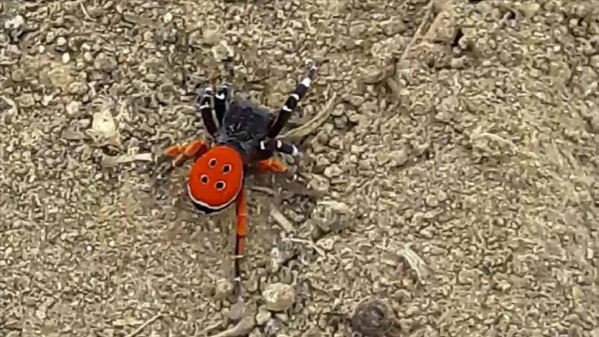 Nadir görülen 'uğur böceği örümceği' Elazığ'da görüntülendi