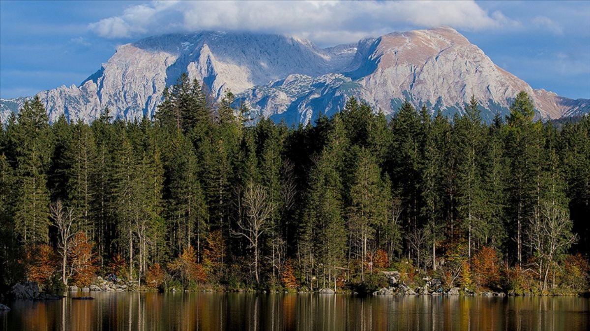 Almanya ormanlarında büyük yağma