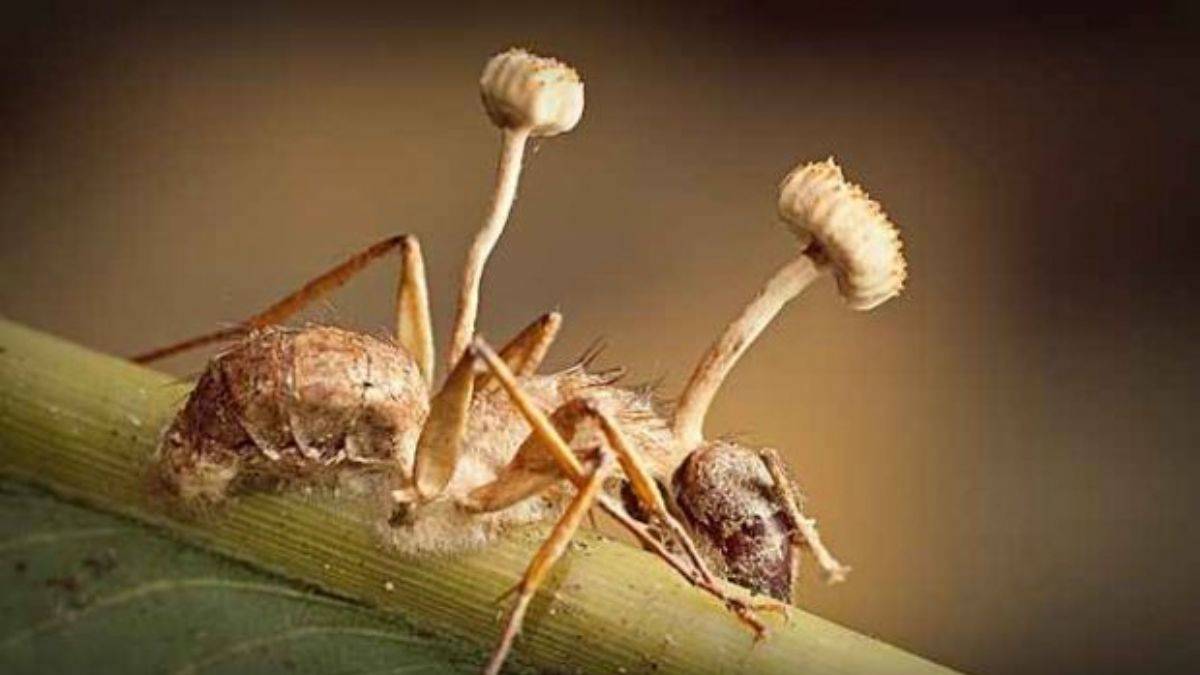 Zombi mantarlar kanser tedavisinde umut olacak