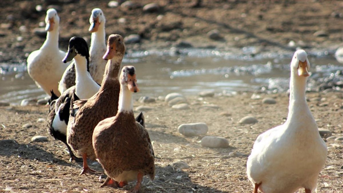 Türkiye'nin Emekli Hayvanlar Çiftliği