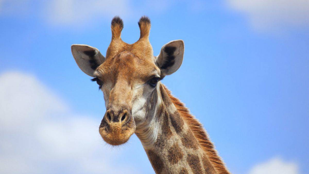 Ülkede dehşet! Zürafa 16 aylık bebeği çiğneyerek öldürdü