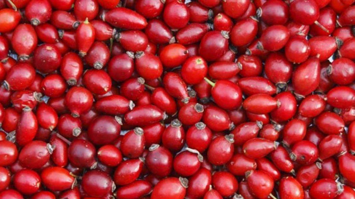 Kış hastalıklarına karşı birebir! Bağışıklığı güçlü tutuyor