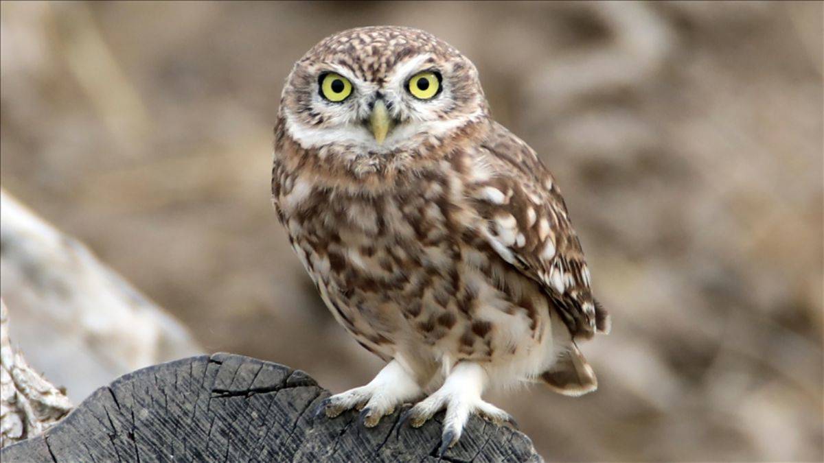 'Tarım muhafızı' Kukumav, Ağrı'da görüldü