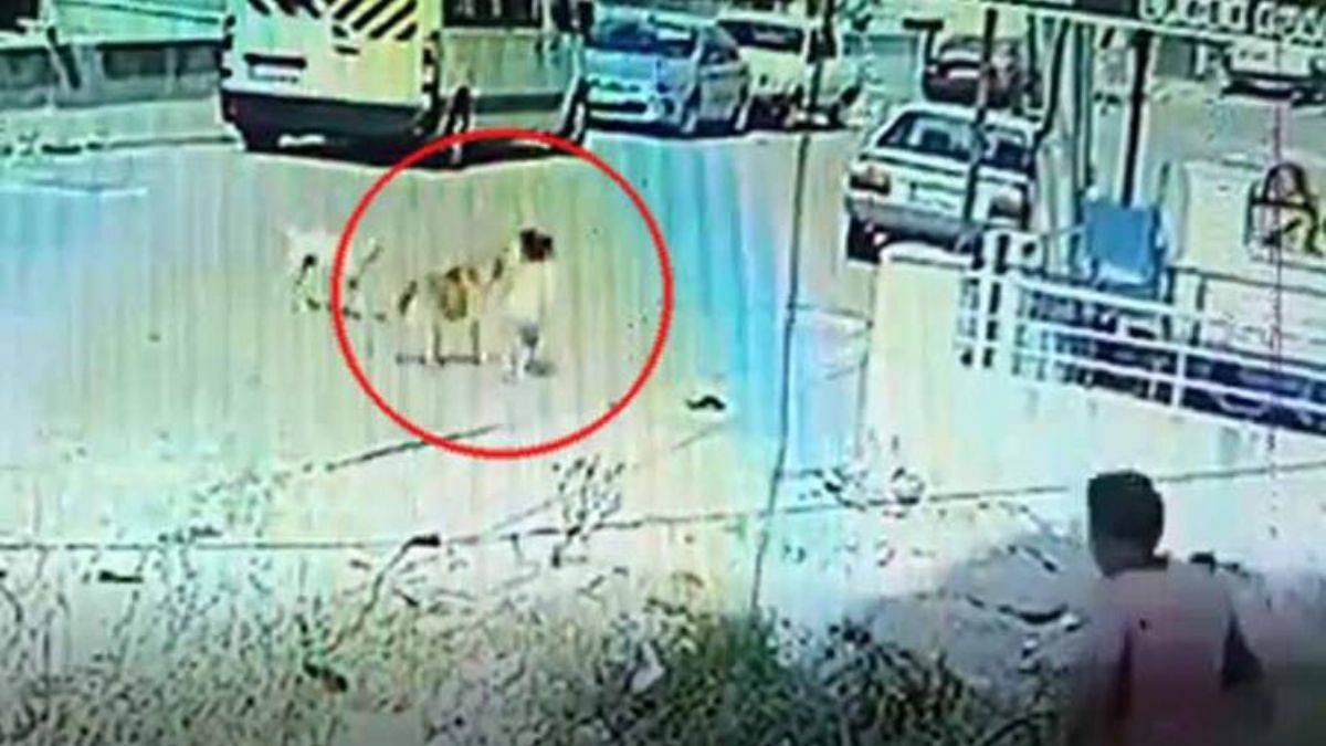 3 gün arayla aynı köpek 2 kardeşi ısırdı!