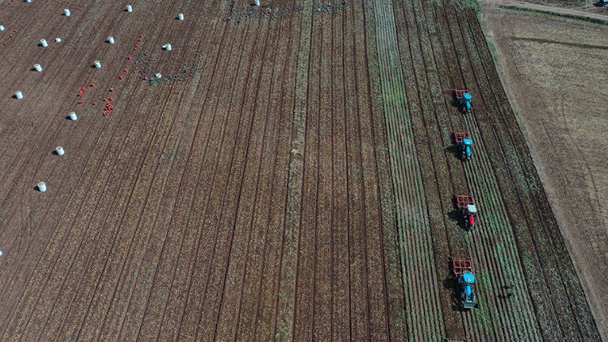 Tohumluk üretiminde Sivas şampiyon