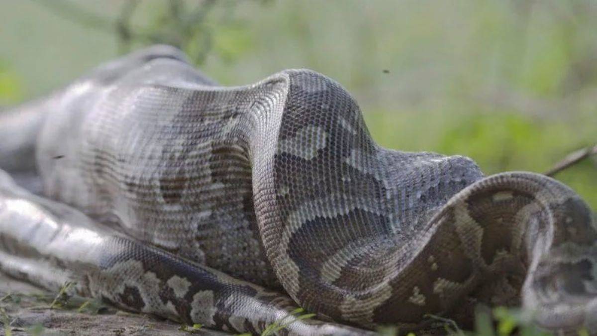 6 metrelik piton, 54 yaşındaki kadını yedi