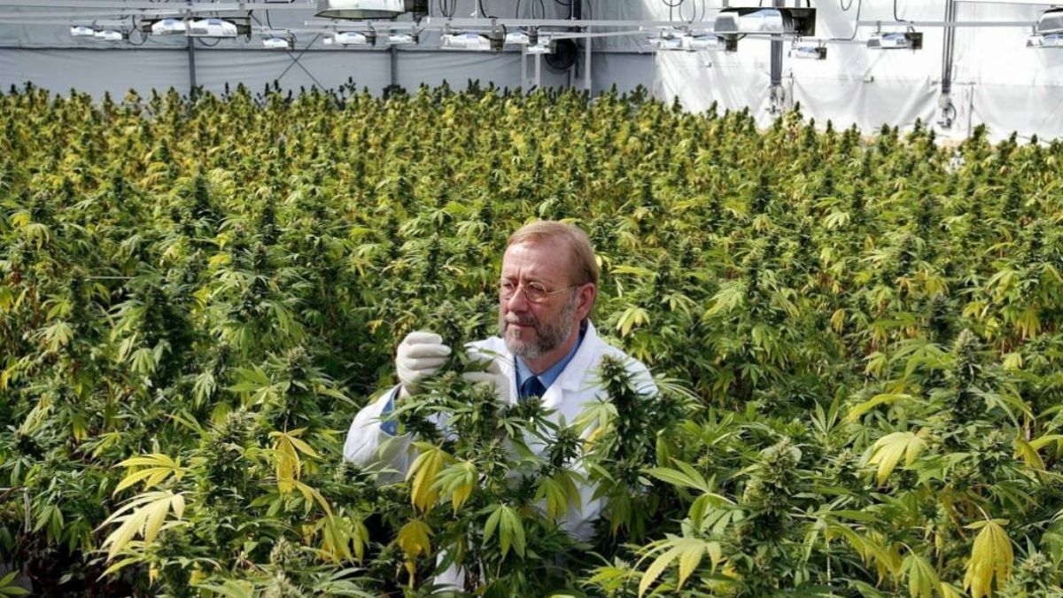 Almanya'dan 'esrar yasası' detayları