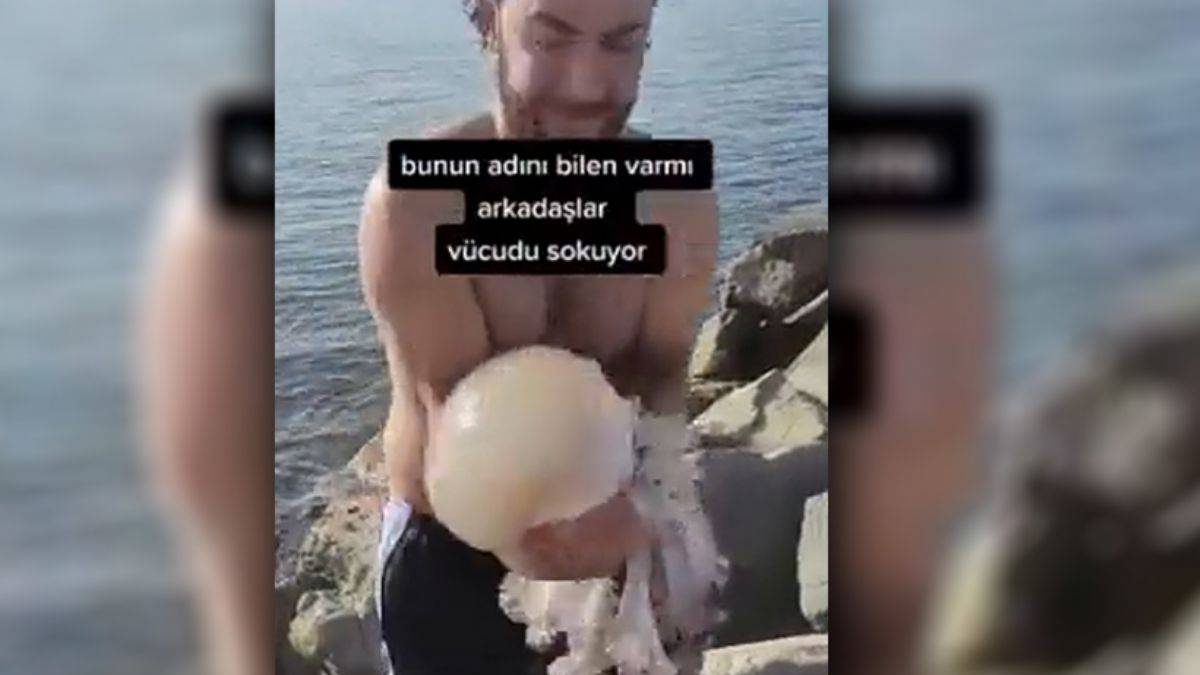 Denizanasını ahtapot sanıp yakalayınca olanlar oldu!