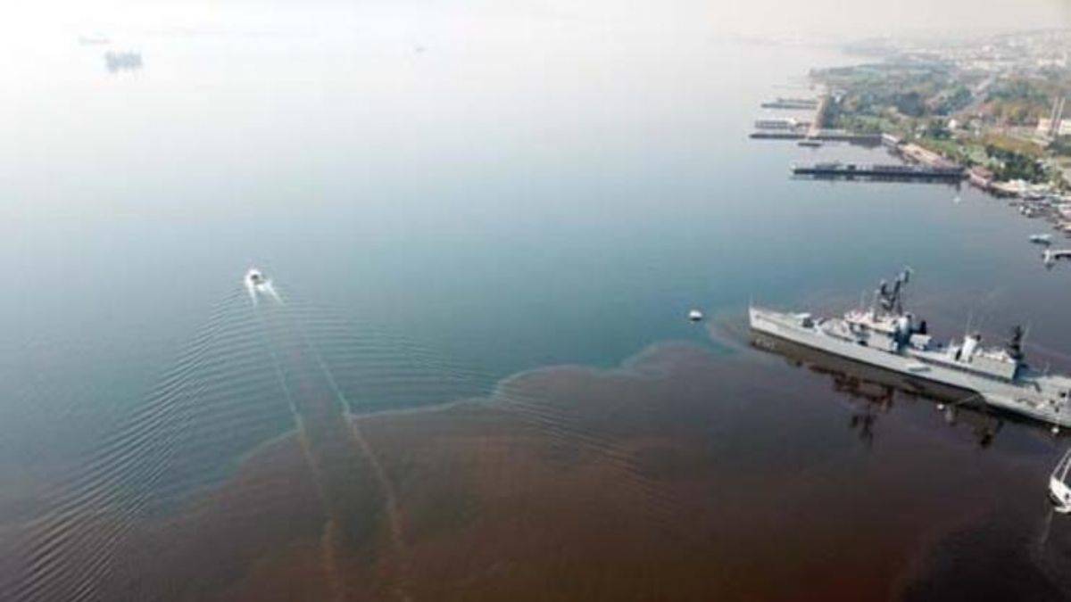 İzmit Körfezi, alg çoğalmasıyla kahverengiye döndü