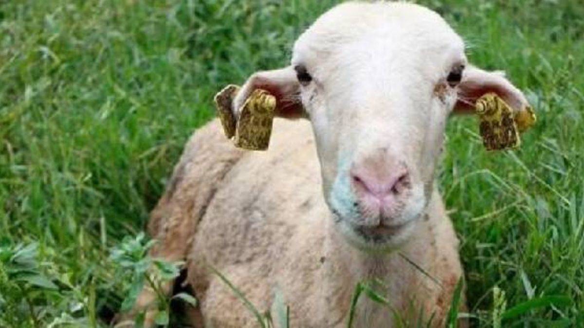 Mavi dil hastalığı nedir, nasıl bulaşır? Mavi dil insanlara bulaşır mı? Aydın'da hangi ilçelerde mavi dil hastalığı var?