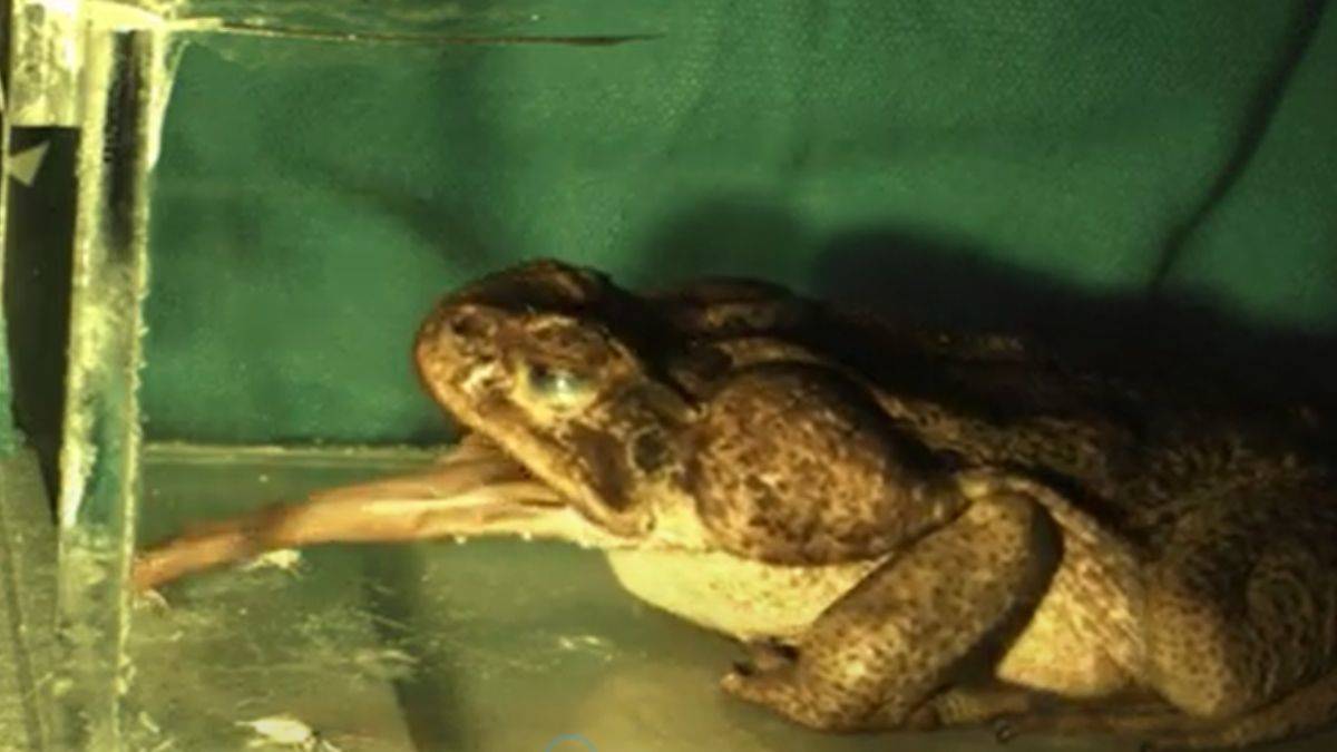 Kurbağaların dili geri teperken kalbine değiyor