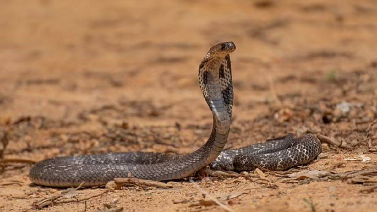 8 yaşındaki çocuk 'kobra'yı ısırarak öldürdü