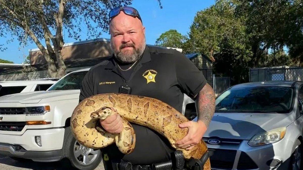 Dev boa yılanı bir evin dibinde yakalandı