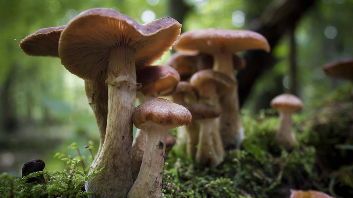 Topladığı mantarı yedi, hayatını kaybetti: 2 kişi de yoğun bakımda