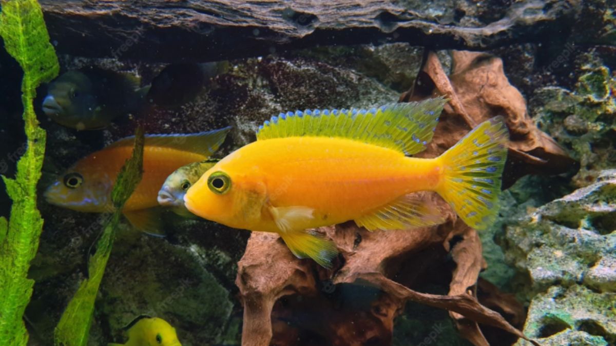 Ağzında tuttuğu yavrularının yarısını yiyen balık