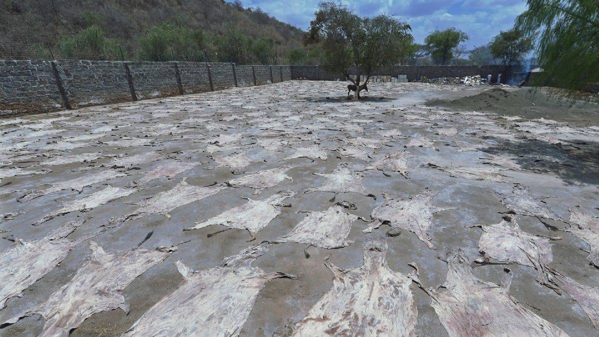 Çin, Afrika'daki eşek nüfusunu hızla eritiyor