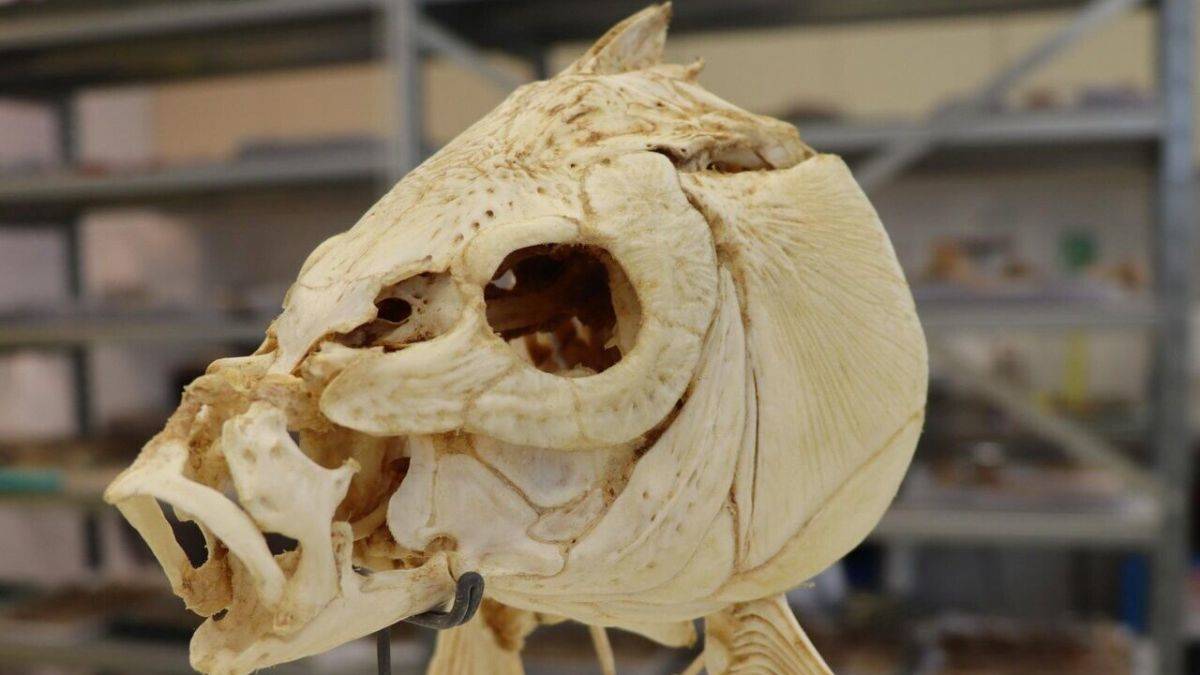 Pişmiş gıdanın 780 bin yıllık geçmişi var