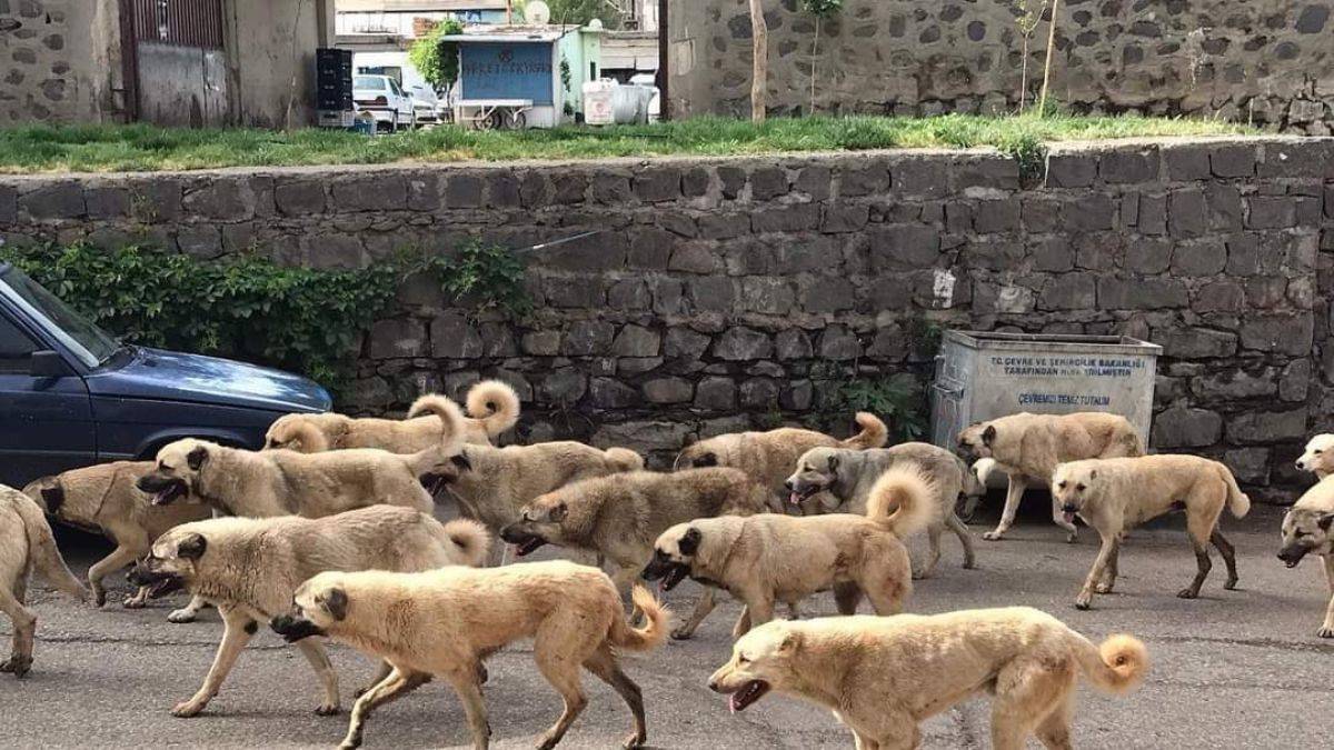 Erdoğan'dan 'başıboş köpek' açıklaması