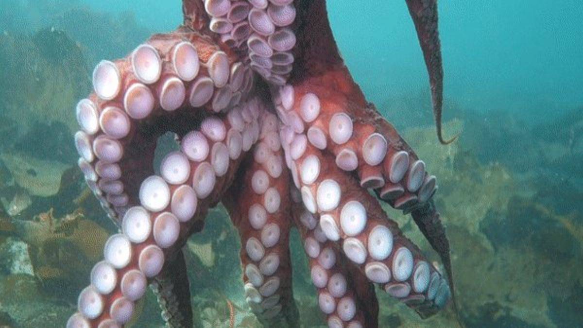 Huysuz ahtapot dalgıç kamerasını böyle kapattı