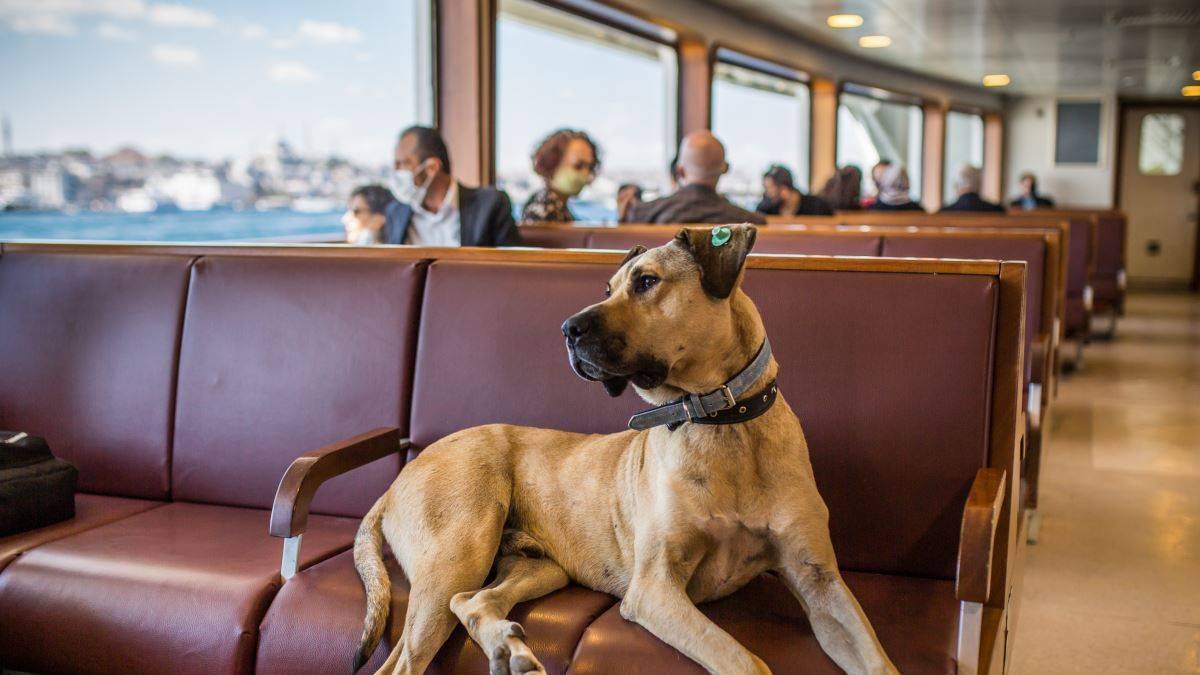 'Bir yerden geçerken köpekten izin almalıyız'