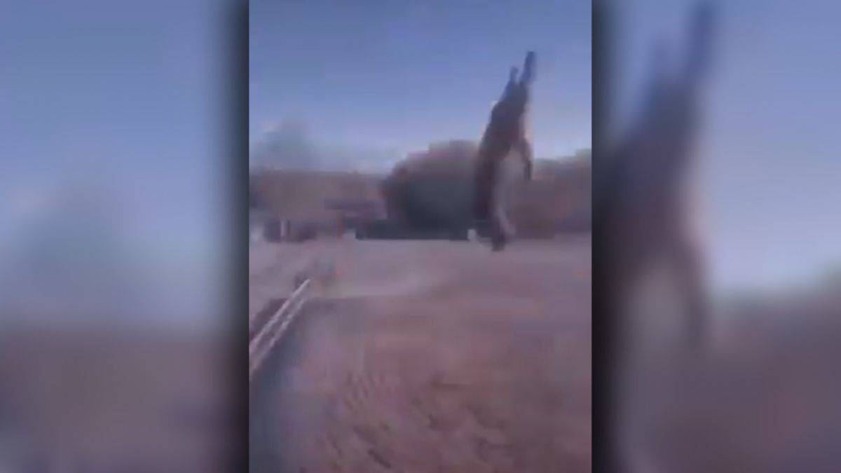 'Kediyi çatıdan atanı bulana 25 bin TL ödül”