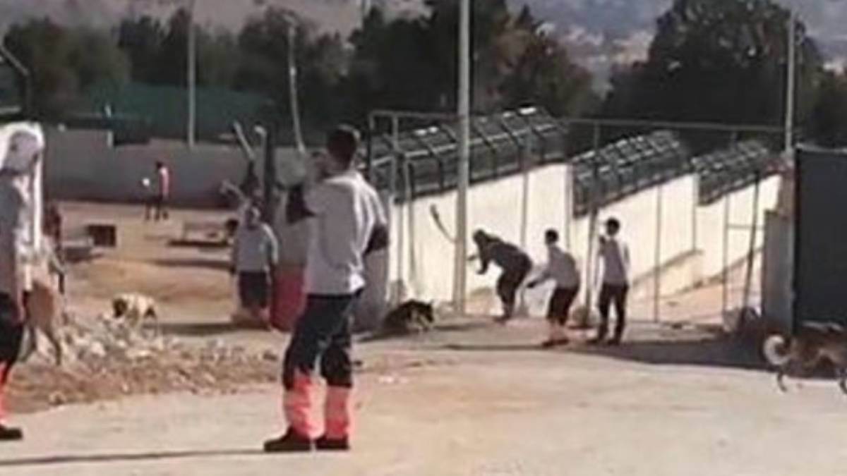 Konya'da köpek öldürme olayı nedir? Konya'da köpekleri öldüren kim, tutuklandı mı?