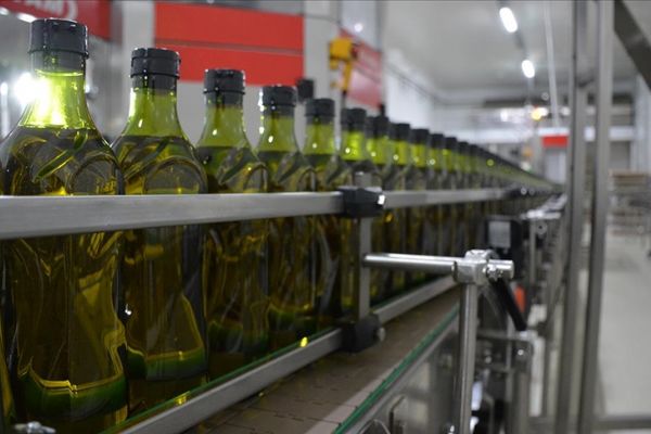 Türkiye'nin zeytinyağı ihracatı yüzde 50 arttı