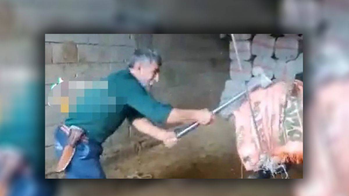 Tepki çeken görüntüler: Boğayı balyozla başına vurarak öldürdü