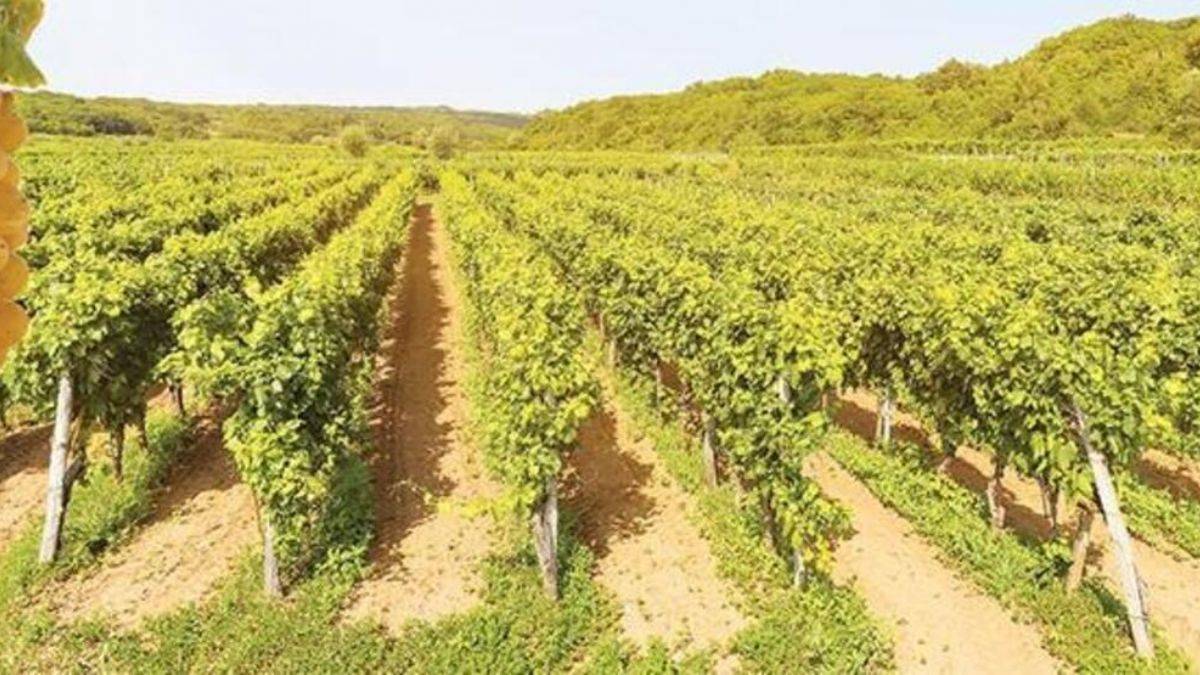 Sadece deniz-kum-güneş değil! Bodrum'un yeni rotaları! Banu Şen yazdı...