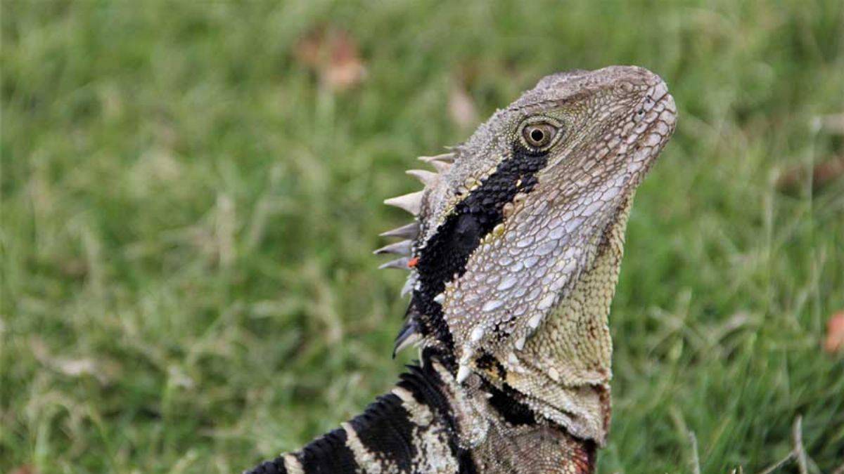 Büyük keşif! Kertenkelelerin atası dolapta bulundu