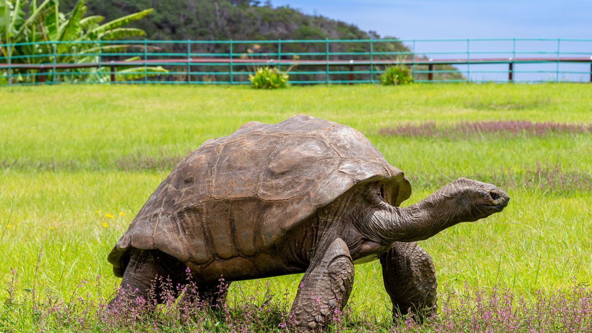 En yaşlı kaplumbağaya 3 gün 3 gece doğum günü partisi