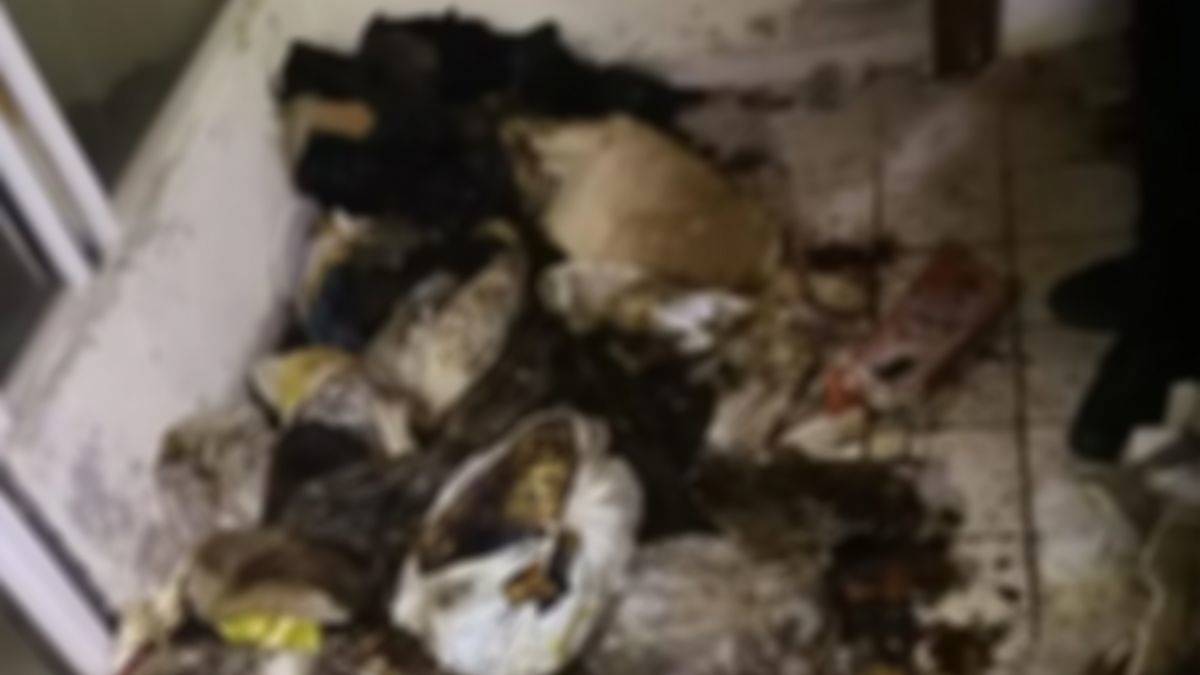 Muğla’da dehşet: 20'den fazla kedi ve köpek ölüsü bulundu!