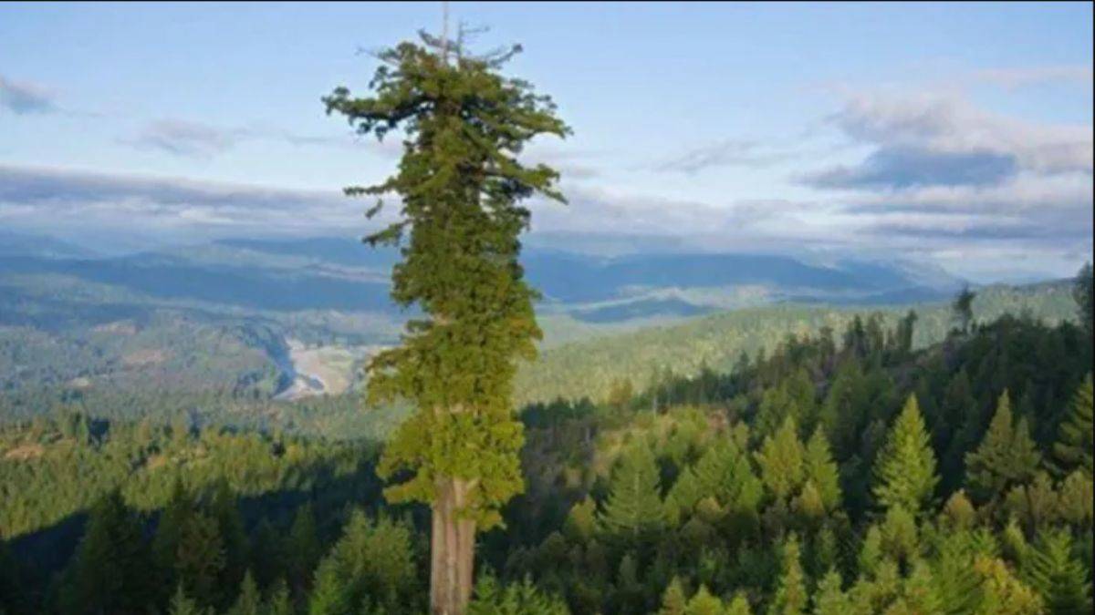 Dünya’nın En Uzun Ağacı