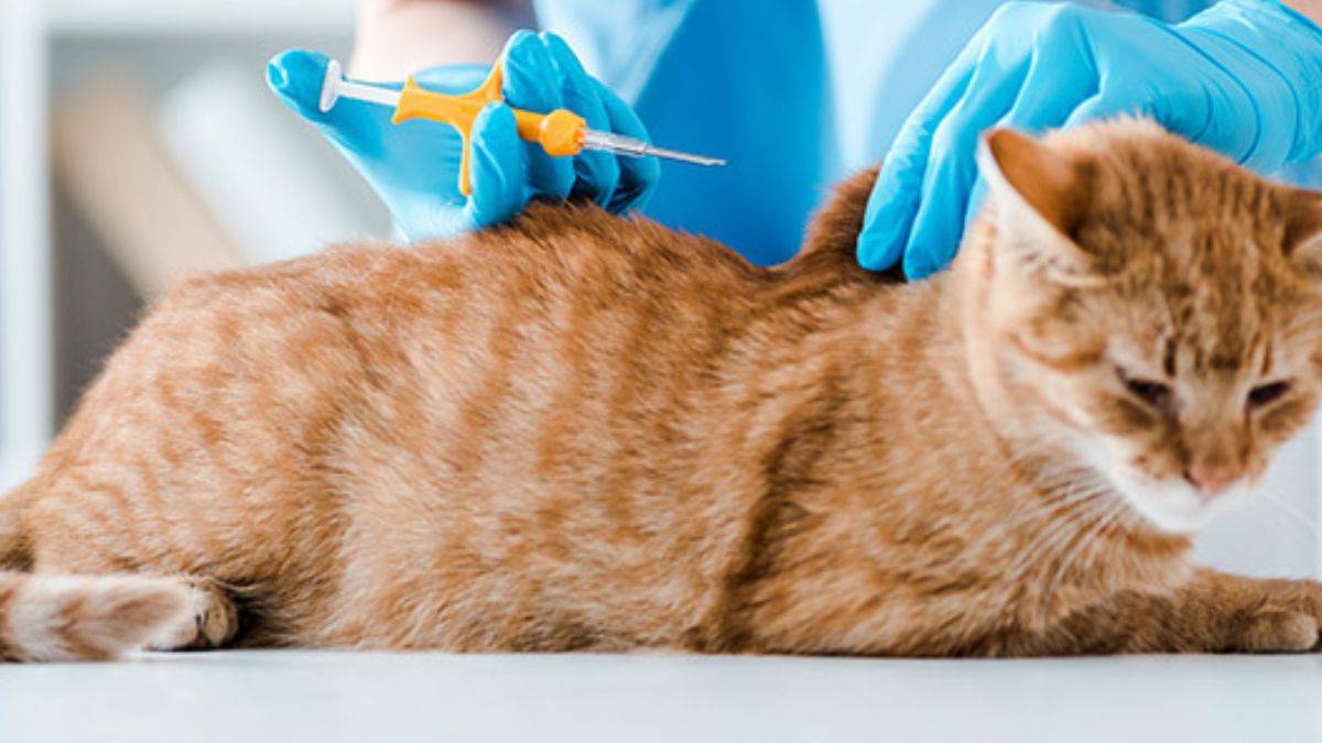 Evcil hayvanlara çip taktırma zorunluluğu son tarihi