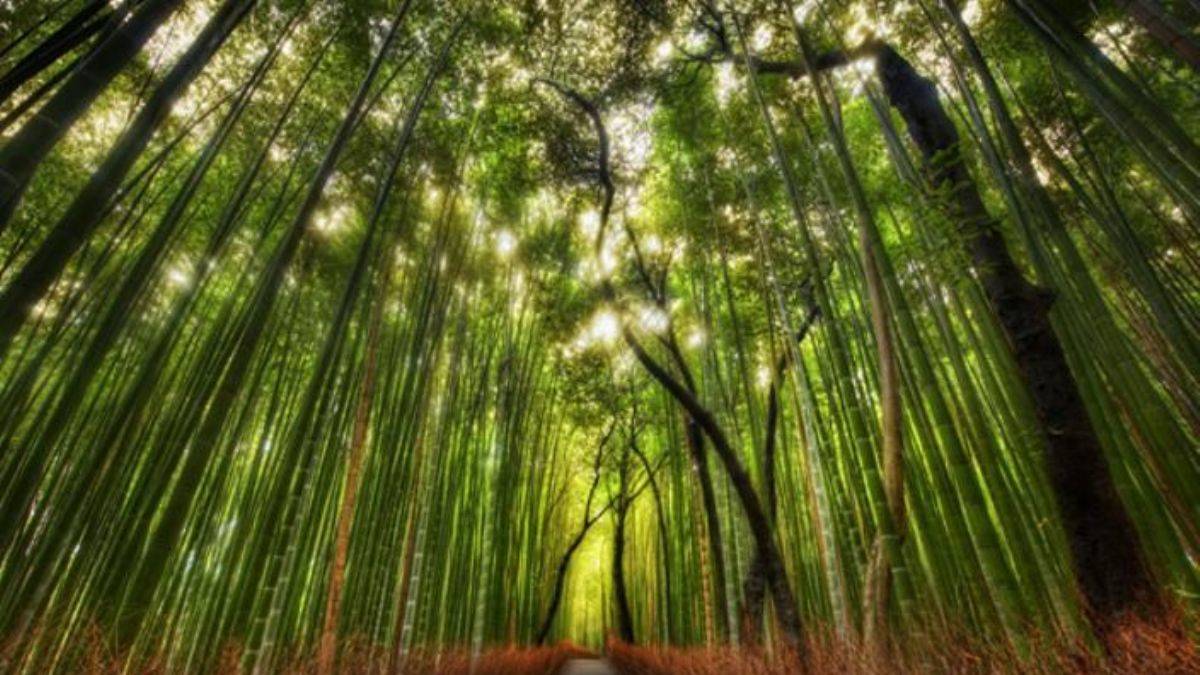 Sabırlı ve arsız bir bitki