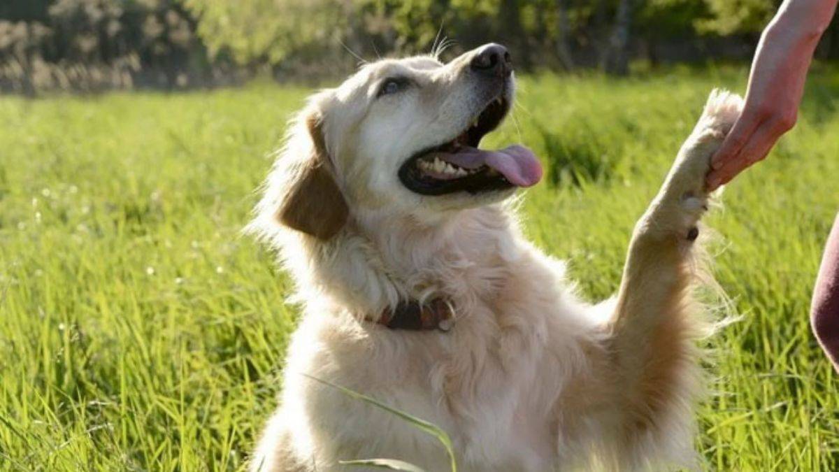 Köpeğiniz Size Ne Anlatmak İstiyor?