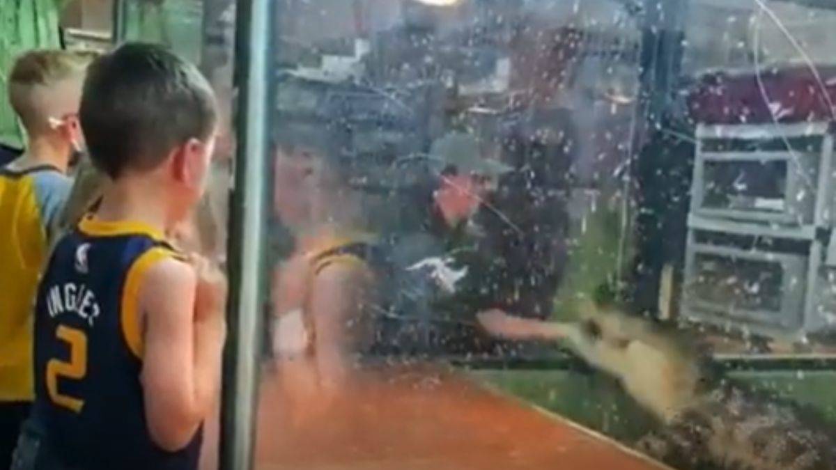 Bakıcısına saldıran timsah