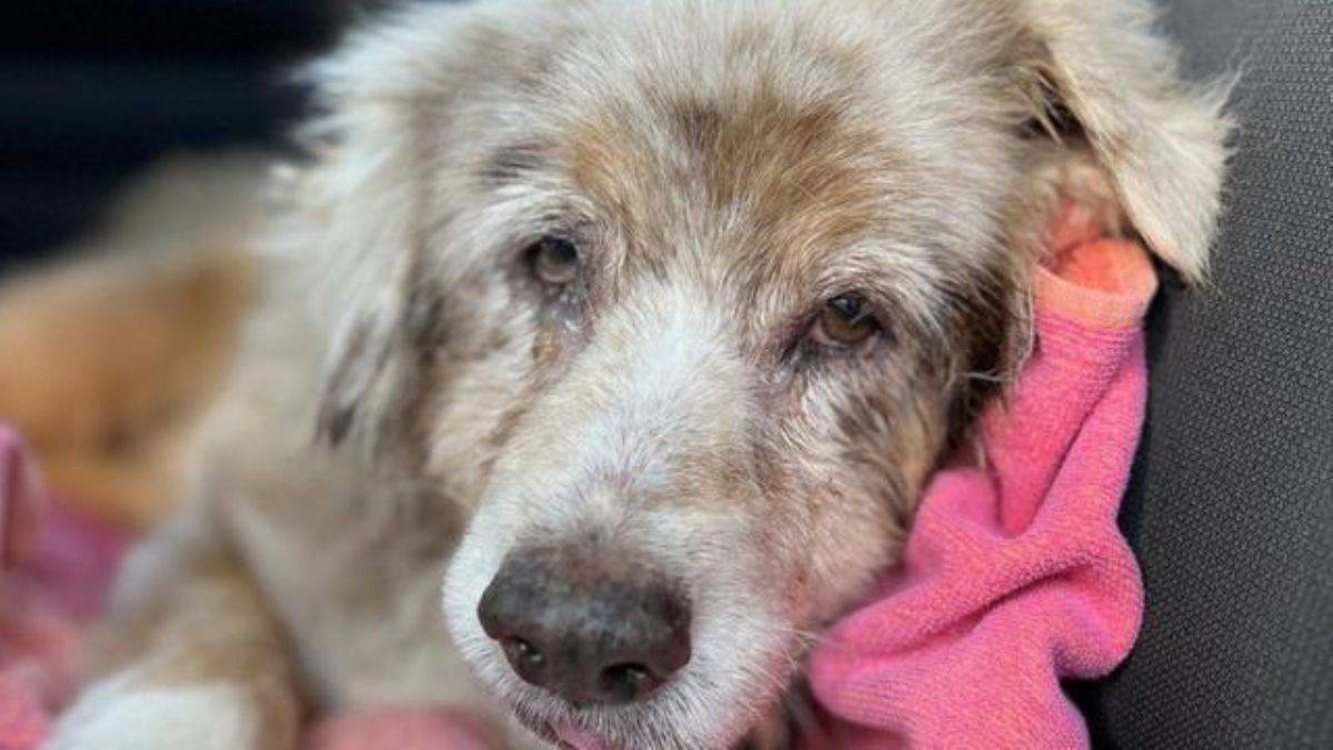 Kaybolmuştu; 7 yıl sonra sahiplerine kavuştu