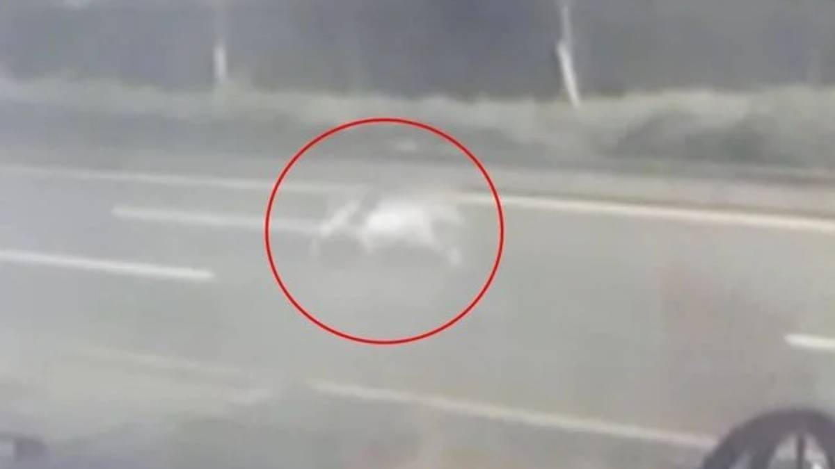 Ankara'da hayvanat bahçesinden aslan mı kaçtı, aslan yakalandı mı?