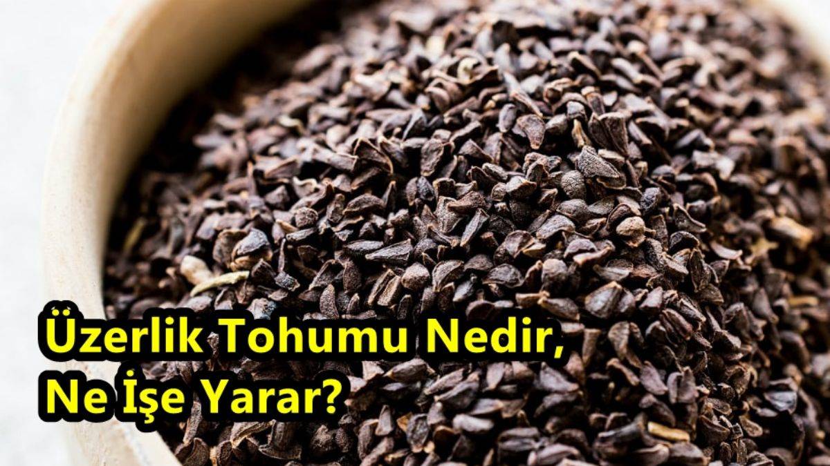 Üzerlik Tohumu Nedir, Ne İşe Yarar?  Üzerlik Tohumunun Faydaları